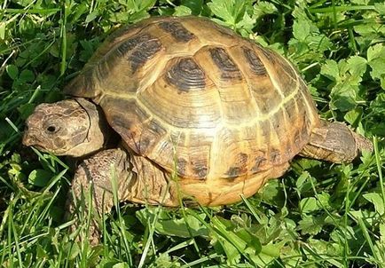 Cum iarnă țestoase în natură și acasă