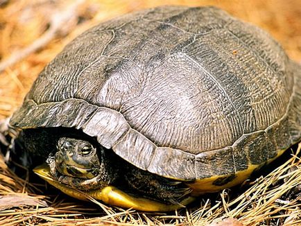 Як зимують черепахи в природі і в домашніх умовах