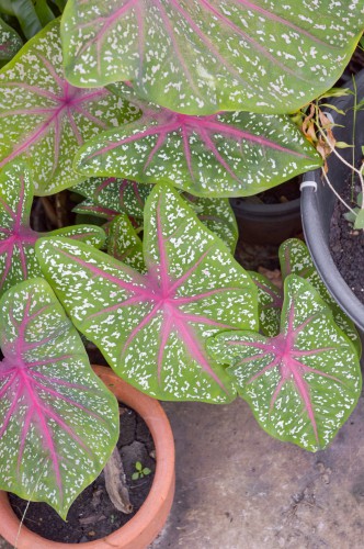 Caladium îngrijire la domiciliu, fotografie, cultivare