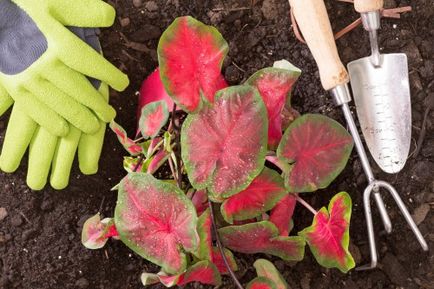 Caladium îngrijire la domiciliu, fotografie, cultivare