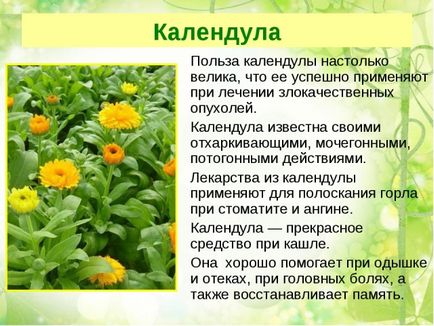 Календула при грудному вигодовуванні можна пити настоянку, відвари і навіщо