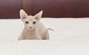 Canadian Sphynx - descriere, fotografie, preț, natură, video, site-ul 