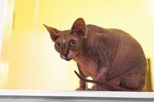 Canadian Sphynx - descriere, fotografie, preț, natură, video, site-ul 