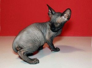 Canadian Sphynx - descriere, fotografie, preț, natură, video, site-ul 