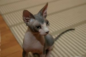 Canadian Sphynx - descriere, fotografie, preț, natură, video, site-ul 