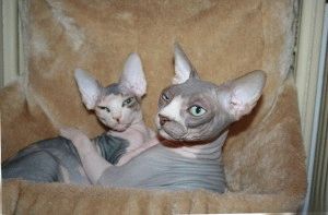 Canadian Sphynx - descriere, fotografie, preț, natură, video, site-ul 