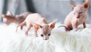 Canadian Sphynx - descriere, fotografie, preț, natură, video, site-ul 