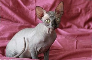 Canadian Sphynx - descriere, fotografie, preț, natură, video, site-ul 