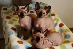Szfinx - leírása, fotók, ár, karakter, videó, weboldal „bögre” (Sphinx fotó) Szfinx - leírása, fotók, ár, karakter, videó, weboldal „bögre”