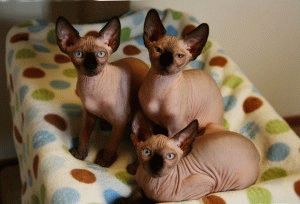 Canadian Sphynx - descriere, fotografie, preț, natură, video, site-ul 