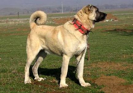 Kangal fotografie Kangalish Karabash fotografie, istoria rasei aspectul curcan dimensiunea greutate caracter de culoare