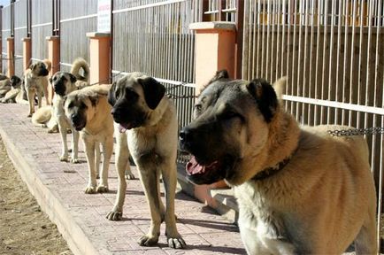 Kangal Karabash fotó kangalsky fotók, történelem, a fajta pulyka megjelenése méretű tömeg színes karakter