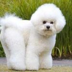 Dwarf câine rasă nume cu fotografie, cât de mult este și preț în Rusia, Ucraina și principal