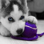 Карликові собаки породи назву з фото, скільки коштує і ціна в росії, Україна і основні