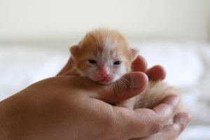 A kasztrálás macskák több hónapig, a macska Assistant