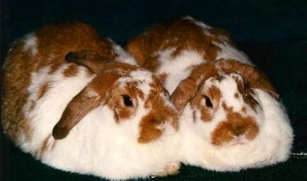 Кастрація (стерилізація) кроликів - важливі питання - наші кролики