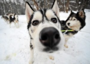 Husky cerințele de bază de schi și caracteristicile de conducere