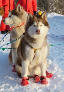 Husky cerințele de bază de schi și caracteristicile de conducere