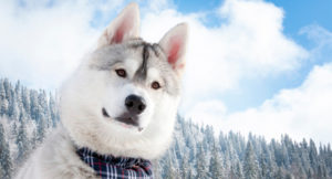 Husky cerințele de bază de schi și caracteristicile de conducere
