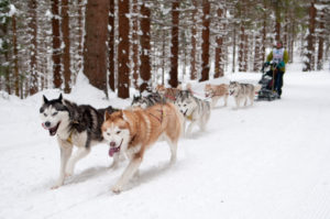 Husky cerințele de bază de schi și caracteristicile de conducere