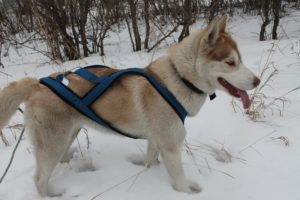 Ló Husky alapvető követelmények és jellemzők szánkózás