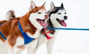 Ló Husky alapvető követelmények és jellemzők szánkózás