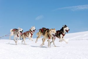 Ló Husky alapvető követelmények és jellemzők szánkózás