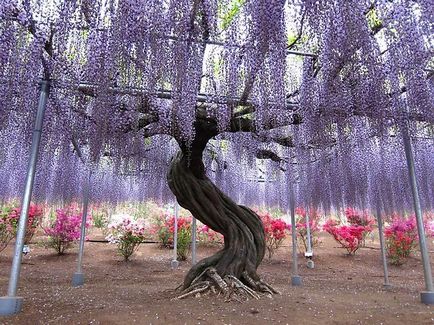 Kawachi Fuji