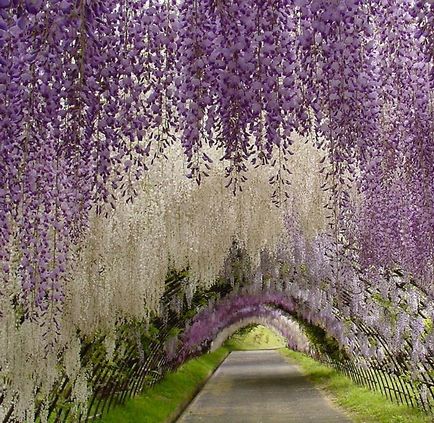 Kawachi Fuji