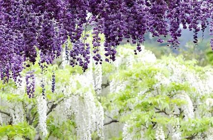 Kawachi Fuji