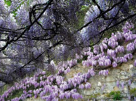 Kawachi Fuji