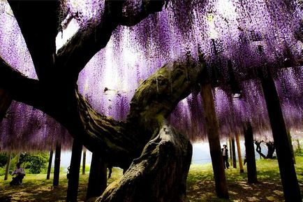 Kawachi Fuji