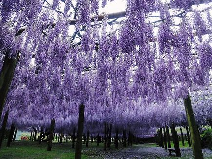 Kawachi Fuji