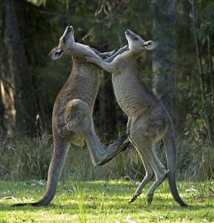Descrierea kangaroo a animalului marsupial din Australia