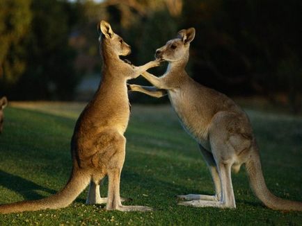 Кенгуру опис сумчастого тваринного австралії