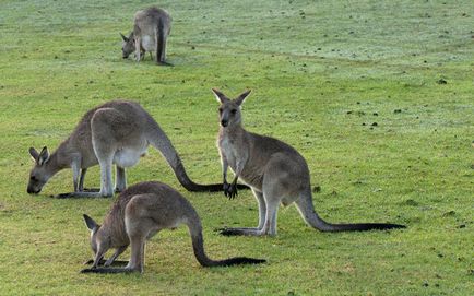 Kenguru leírás erszényesek Ausztrália