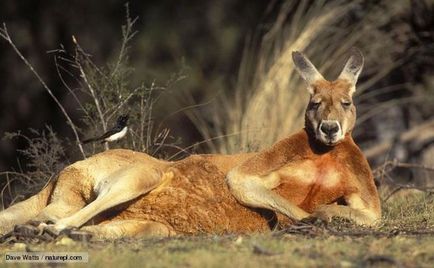 Kenguru leírás erszényesek Ausztrália