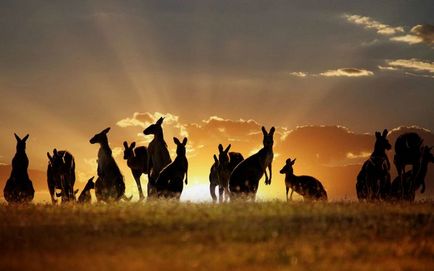 Descrierea kangaroo a animalului marsupial din Australia