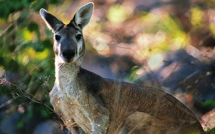 Descrierea kangaroo a animalului marsupial din Australia