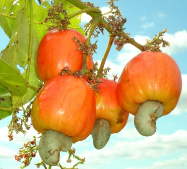 Kesudió kényelmetlen - tények (omega-6) Kesudió kényelmetlen - a tények