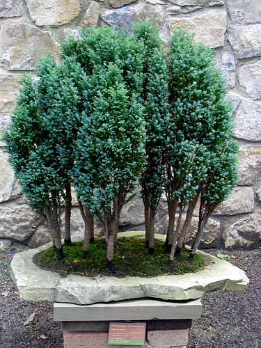 Cypress, bonsai, supersadovod - despre grădină și grădină pur și simplu interesant