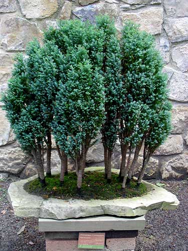 Cypress, bonsai, supersadovod - a kert és a kert könnyű és érdekes (érdekes) Cypress, bonsai, supersadovod - a kert és a kert könnyű és érdekes