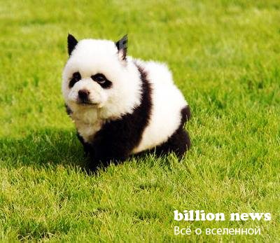 Китайці демонструють тюнінг собак (17 фото) - цікаві факти найнеймовірніше і цікаве в