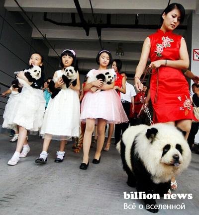 Chinezii demonstrează tuning-ul câinilor (17 fotografii) - fapte interesante, cele mai incredibile și curioase