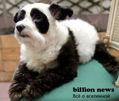 Kínai tuning show-kutyák (17 fotó) - érdekes tény a leghihetetlenebb és kíváncsi