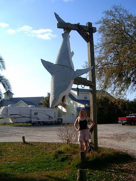 Whale Shark