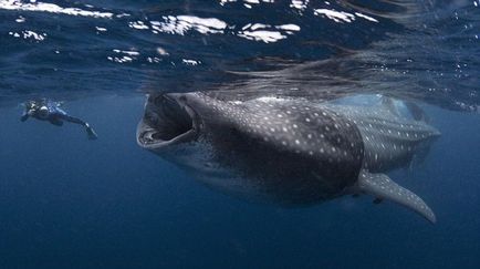 Rechinul de balenă - cel mai mare pește din lume - lumea sălbatică sălbatică