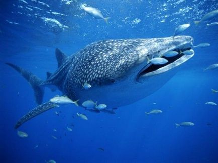 Rechinul de balenă - cel mai mare pește din lume - lumea sălbatică sălbatică