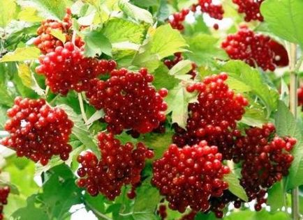Cranberry sau viburnum, care este mai bine