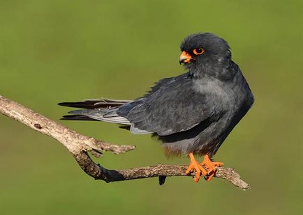 Kobchik (falco vespertinus) - păsări din partea europeană a Rusiei